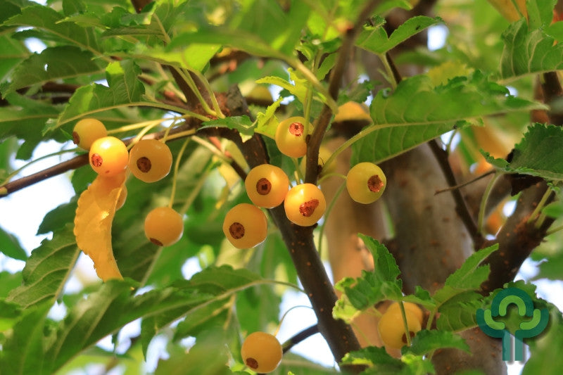 Malus toringo 'Brouwers Beauty'