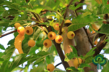 Malus toringo 'Brouwers Beauty'