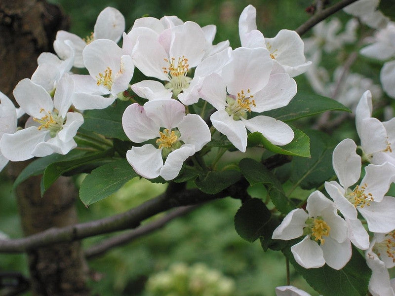 Malus 'Red Sentinel'