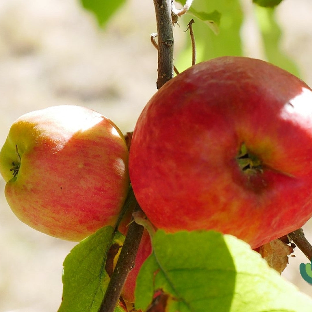 Appel (Malus domestica) 'Elstar'