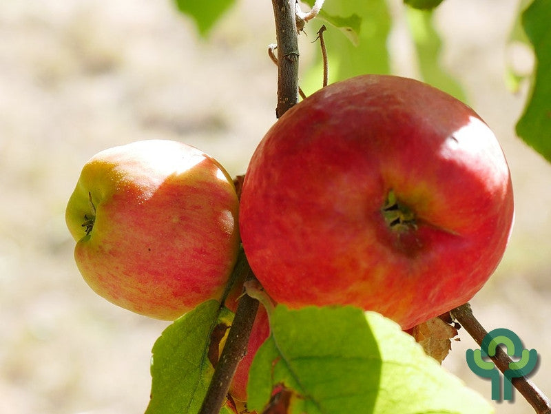 Appel (Malus domestica) 'Elstar'