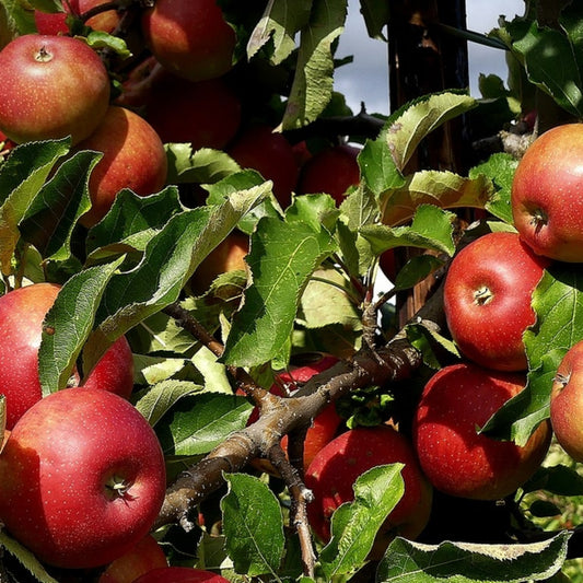 Appel (Malus domestica) 'Jonagold'