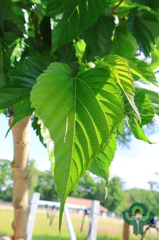 Morus alba 'Macrophylla'