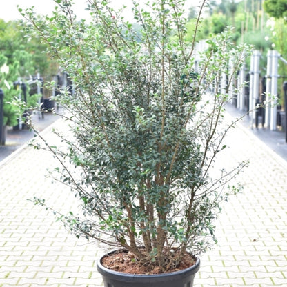 Osmanthus burkwoodii