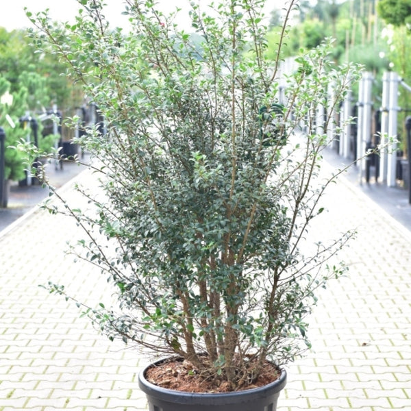 Osmanthus burkwoodii