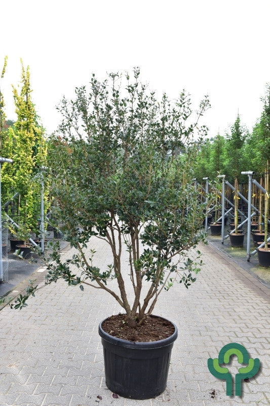 Osmanthus heterophyllus