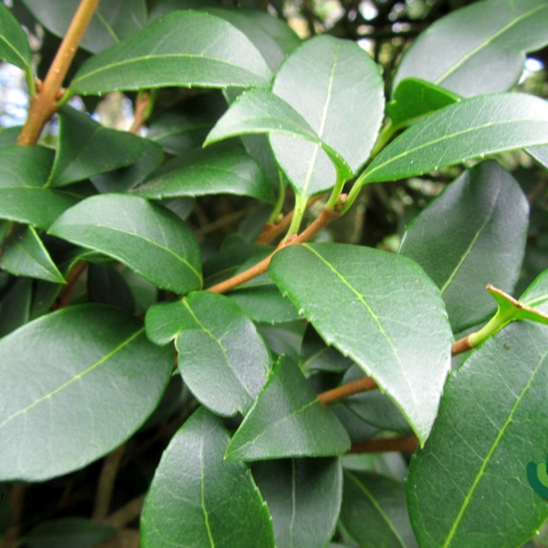 Osmanthus burkwoodii