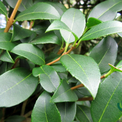 Osmanthus burkwoodii