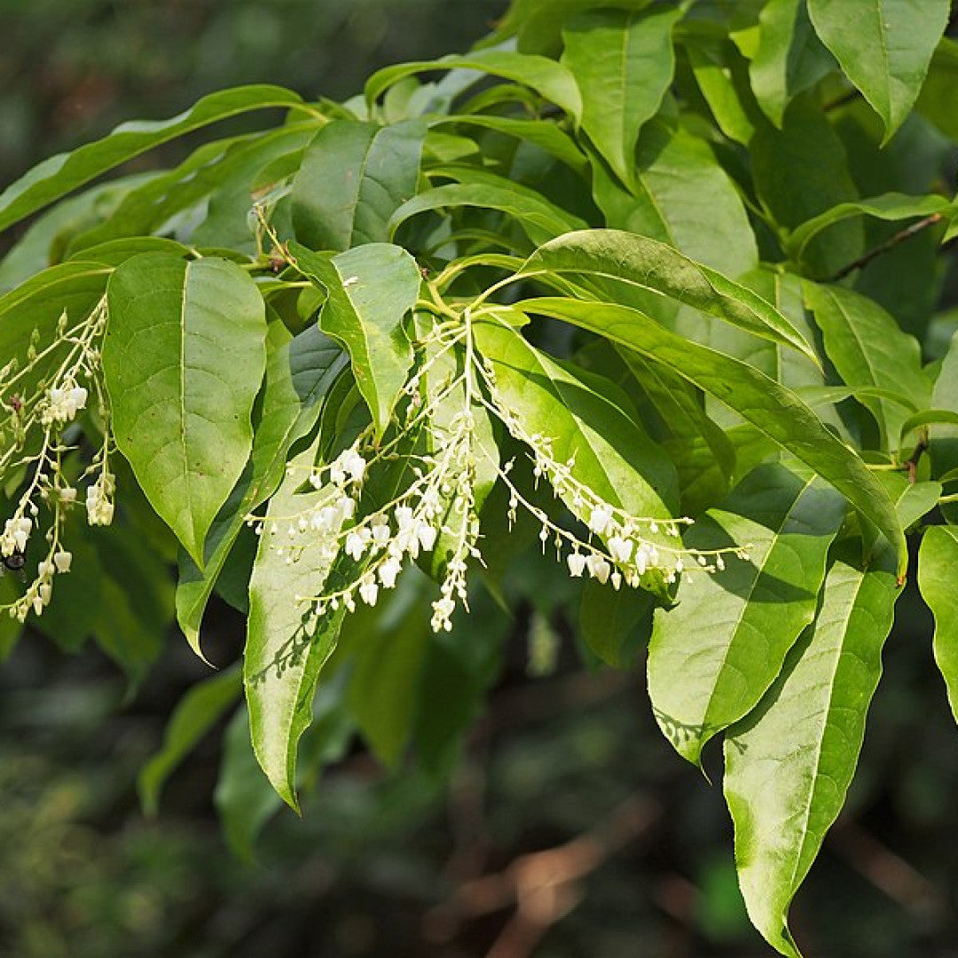Oxydendron arboreum
