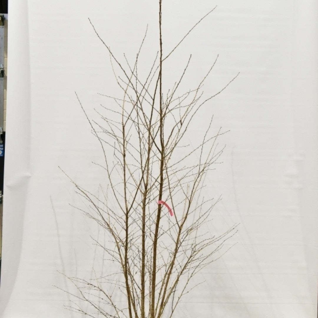 Prunus 'The Bride'