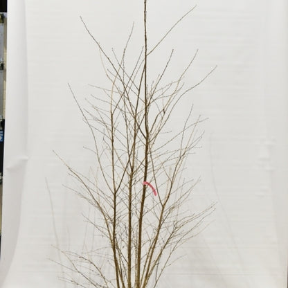 Prunus 'The Bride'
