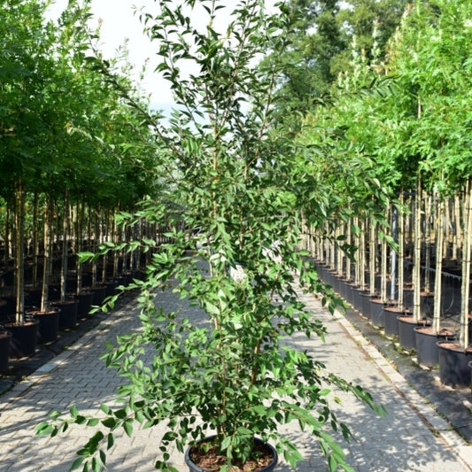 Prunus 'The Bride'