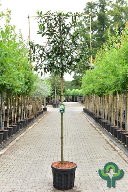 Prunus laurocerasus 'Caucasica'