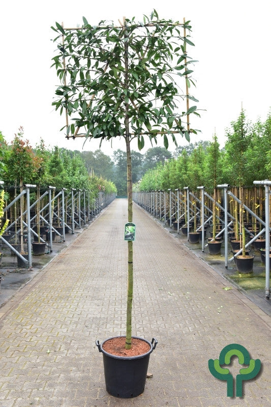 Prunus laurocerasus 'Caucasica'