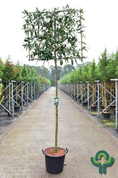 Prunus laurocerasus 'Caucasica'