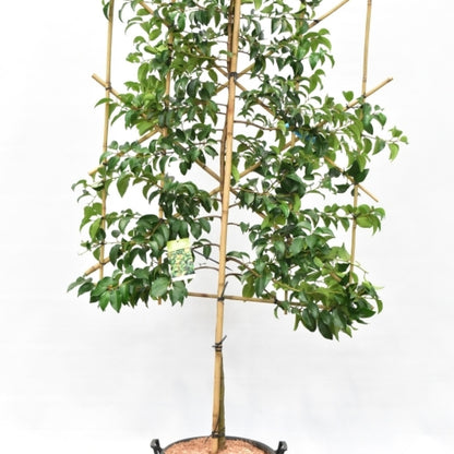 Prunus lusitanica 'Tico'