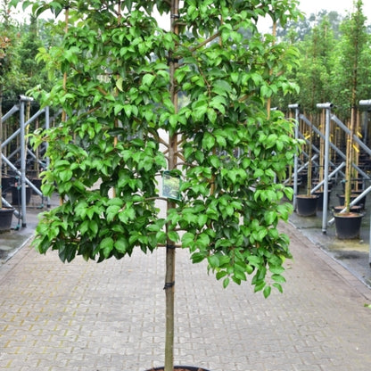 Prunus lusitanica 'Tico'