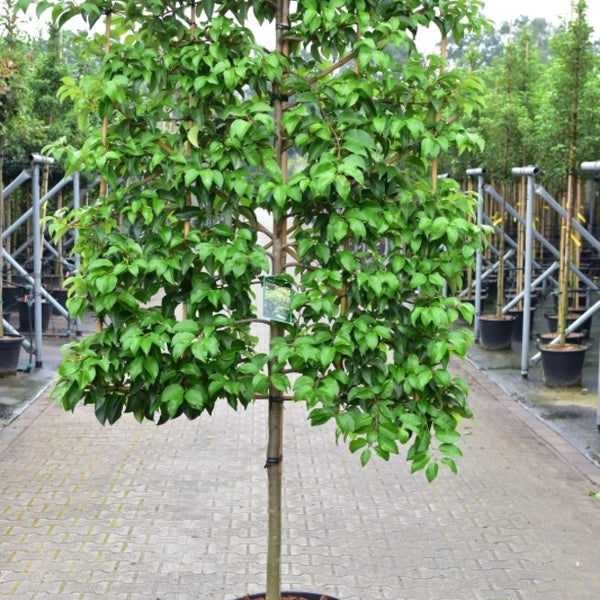 Prunus lusitanica 'Tico'