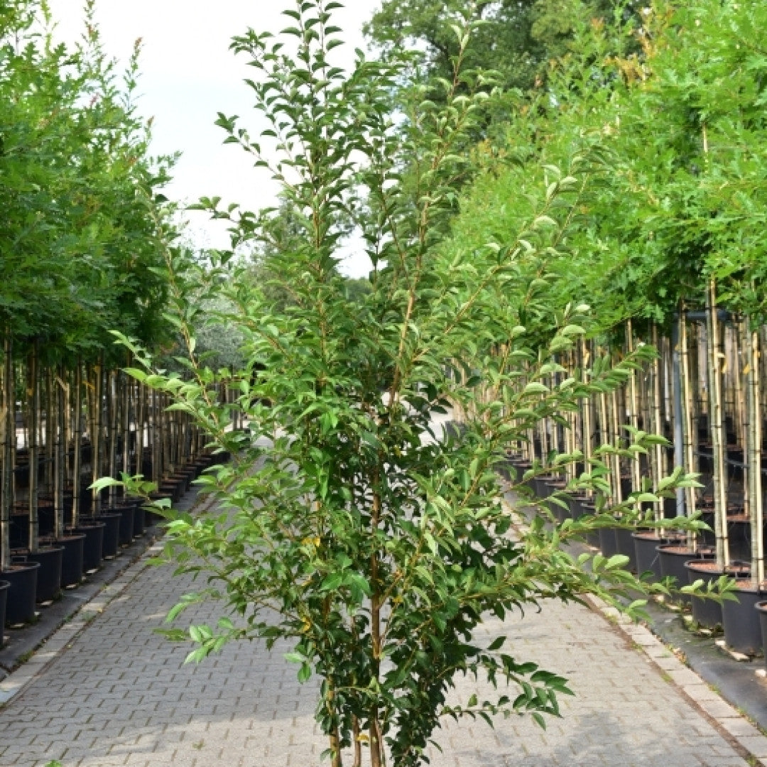 Prunus 'Pandora'