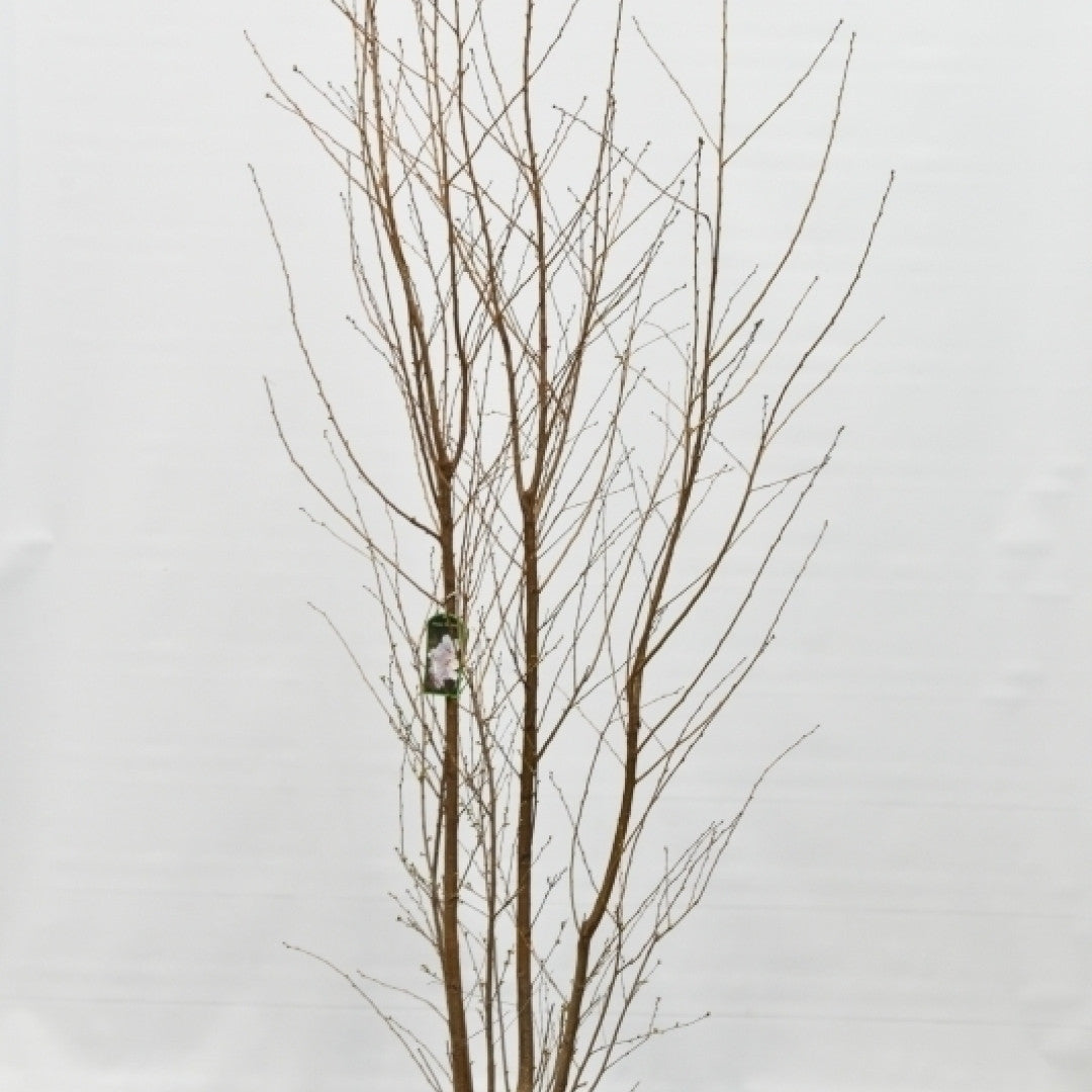 Prunus 'Pandora'