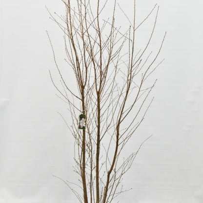 Prunus 'Pandora'