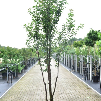 Prunus schmittii