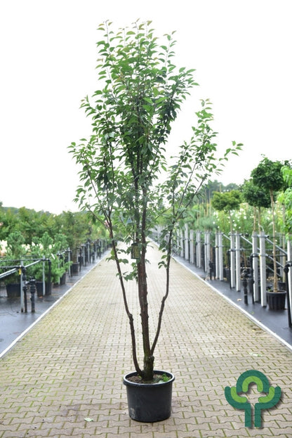 Prunus schmittii