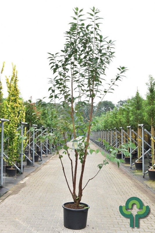 Prunus schmittii