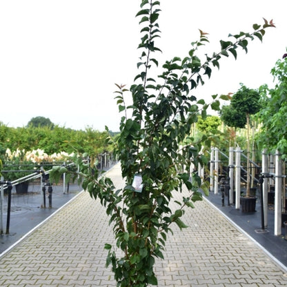 Prunus 'Spire'