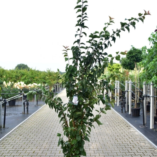 Prunus 'Spire'