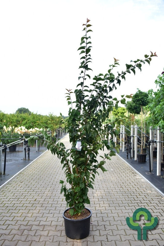 Prunus 'Spire'