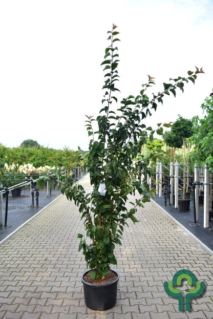 Prunus 'Spire'