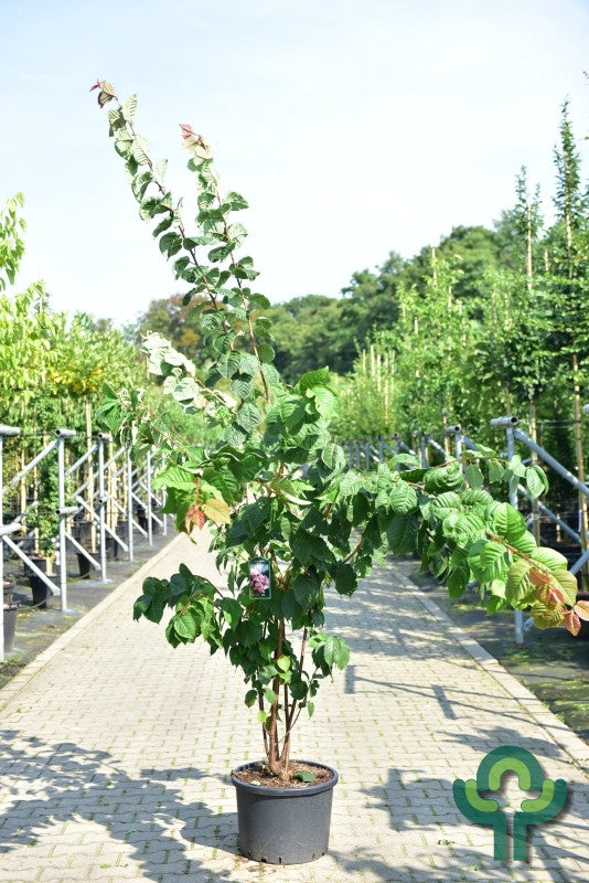 Prunus sargentii 'Rancho'