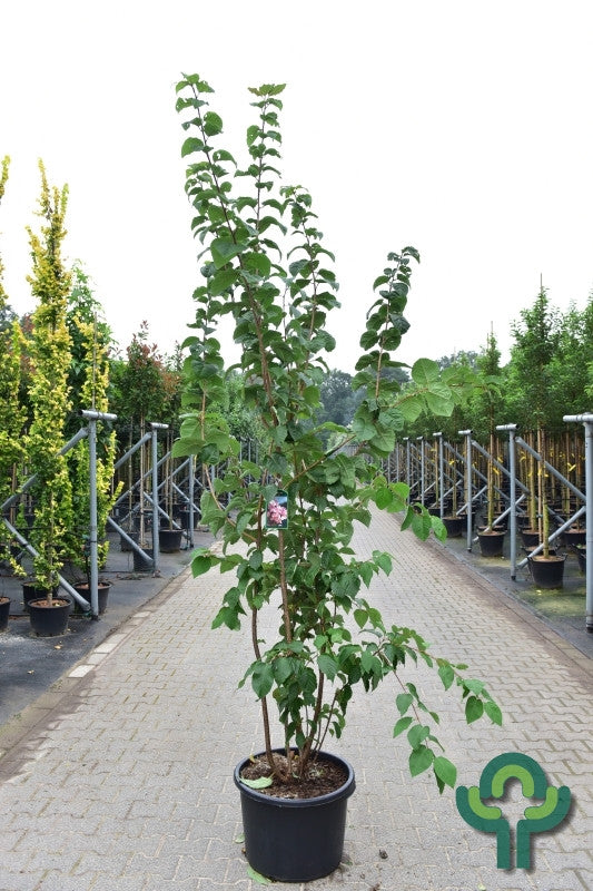 Prunus sargentii 'Rancho'