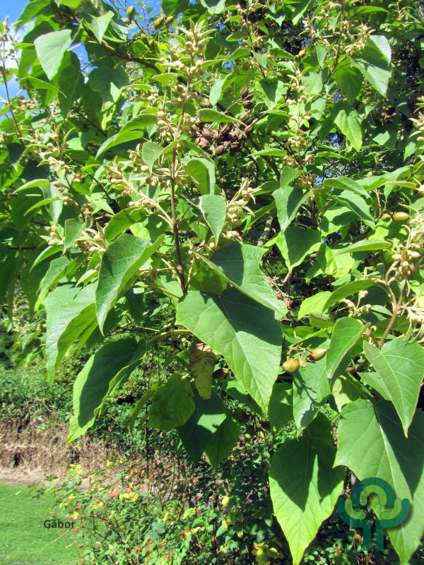 Paulownia tomentosa 'Hulsdonk'