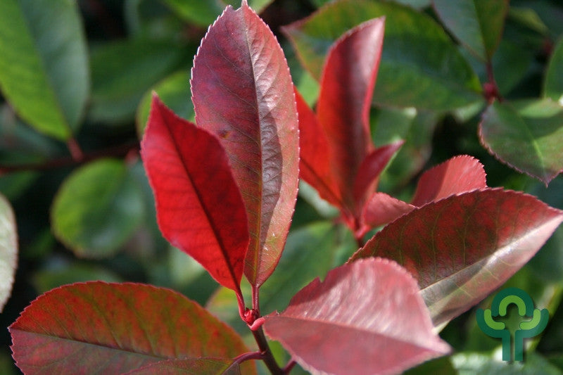 Photinia fraseri 'Red Robin'