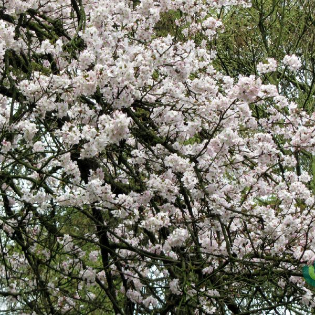 Prunus 'Pandora'