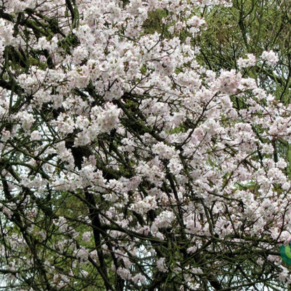 Prunus 'Pandora'
