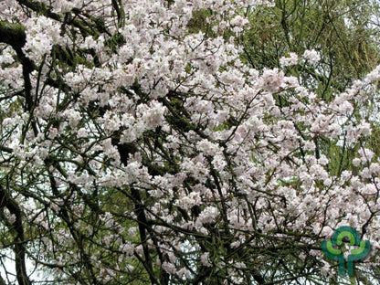Prunus 'Pandora'