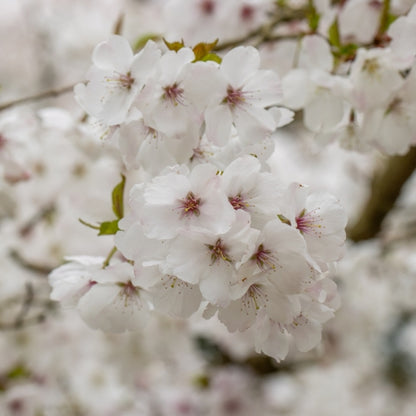 Prunus 'The Bride'
