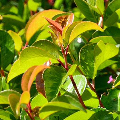 Prunus lusitanica 'Tico'