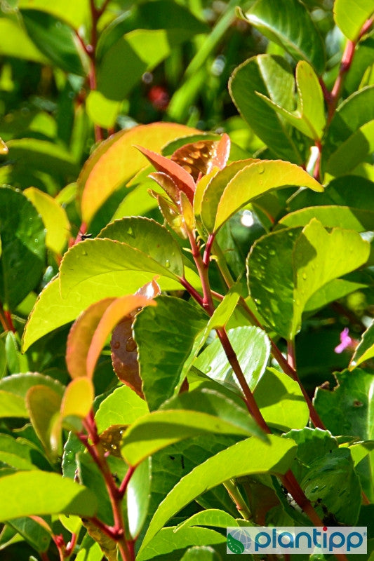 Prunus lusitanica 'Tico'