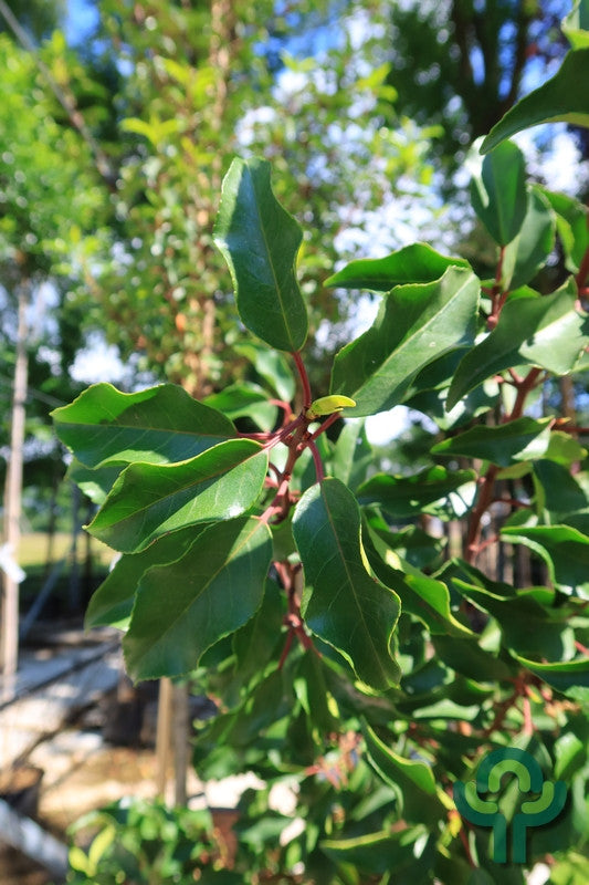 Prunus lusitanica 'Brenelia'