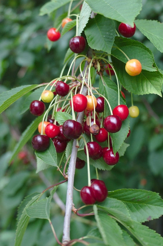 Prunus avium
