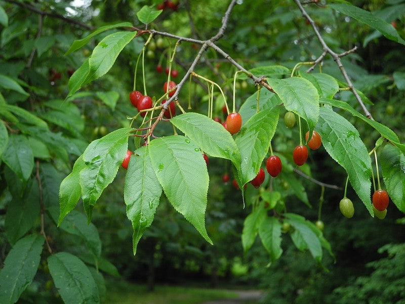 Prunus serrula