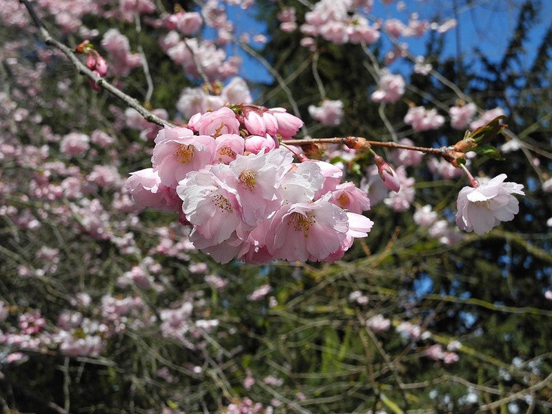 Prunus serrulata 'Amanogawa'