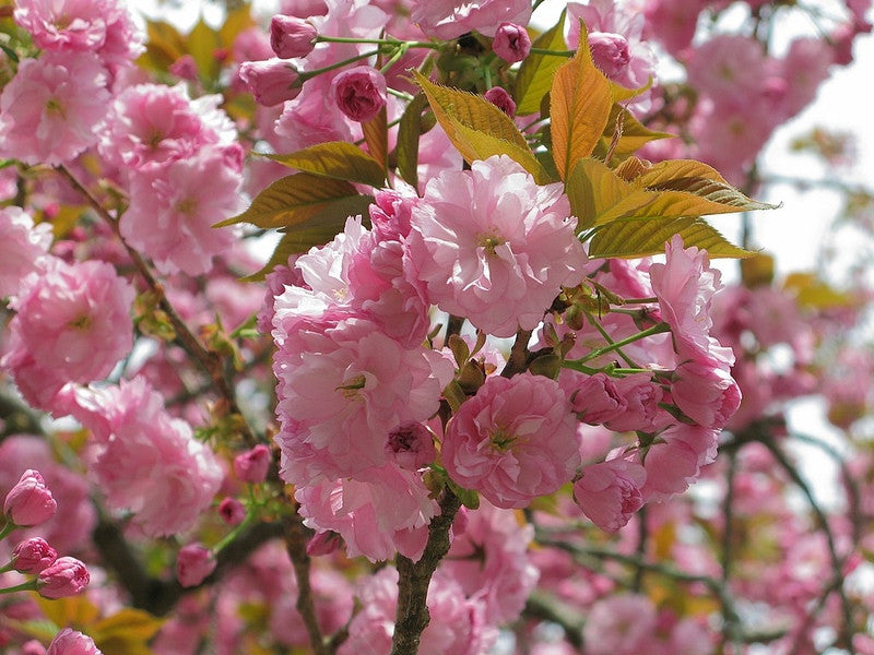 Prunus serrulata 'Kanzan'