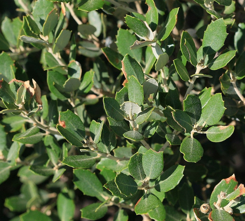 Quercus ilex