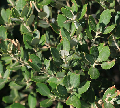 Quercus ilex
