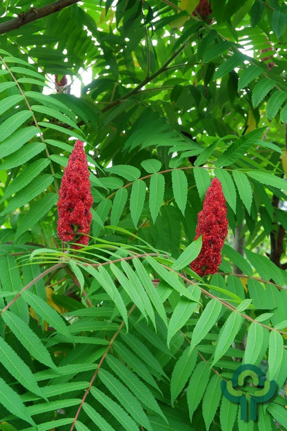 Rhus typhina